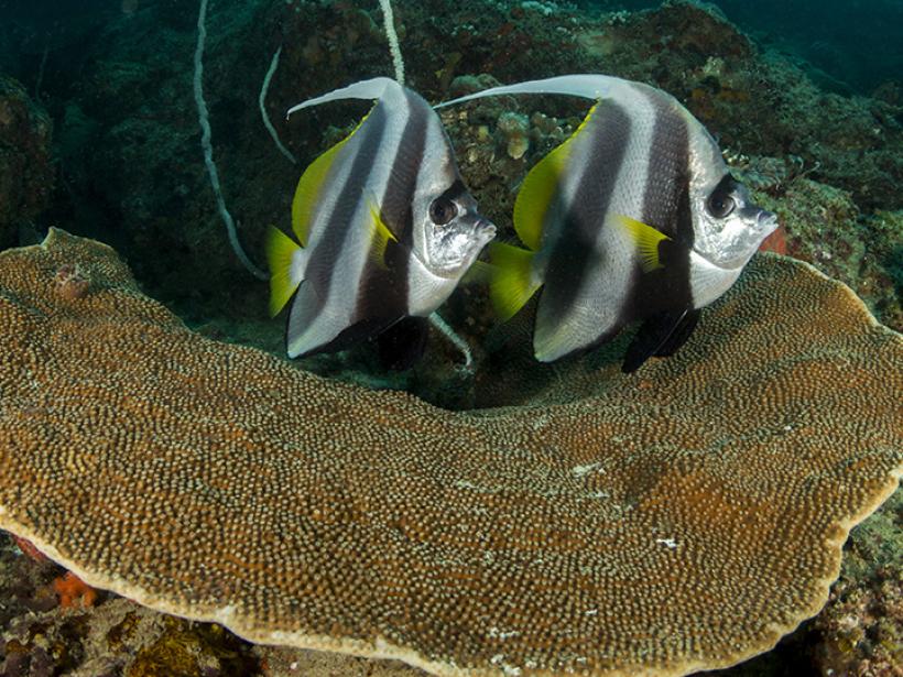 Dive deep towards Bazaruto Island’s Two Mile Reef to explore under the sea