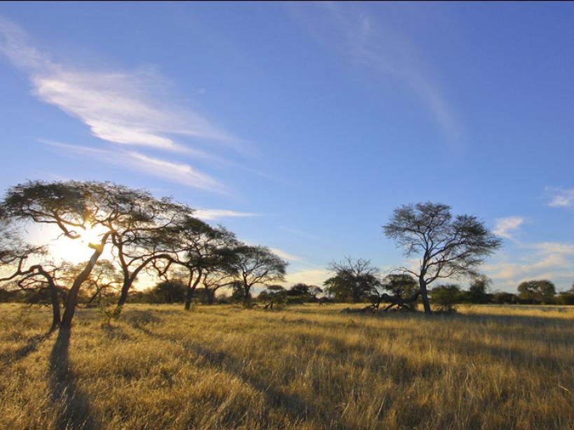 Acacia trees set against blue sky - a great photo opportunity on your Botswana safari.