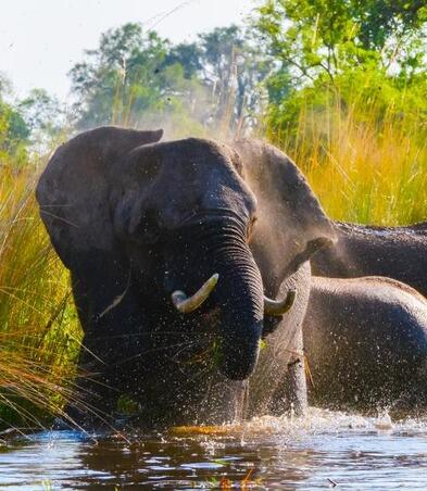 Elephants in Okavango Delta