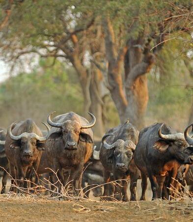 Heard of buffalo walking towards camera