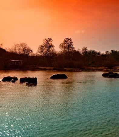 Elephants crossing river in Mole National Park