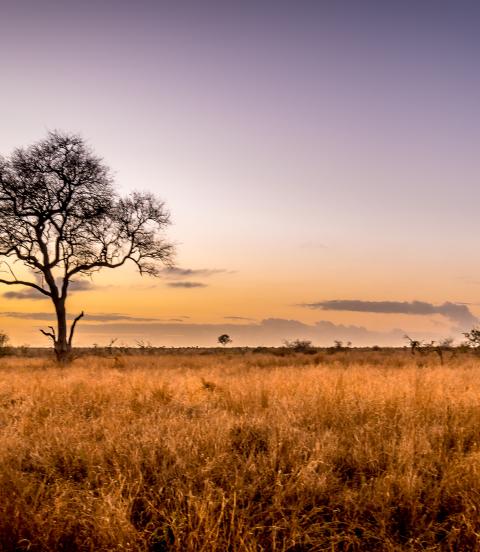 Sunrise over the savanna and grass fields