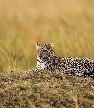 The African leopard in the Moremi Game Reserve