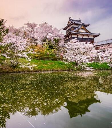 Koriyama Castle during the Spring with pink Cherry Blossom flowers