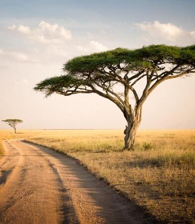 Acacia tree and the african landscape