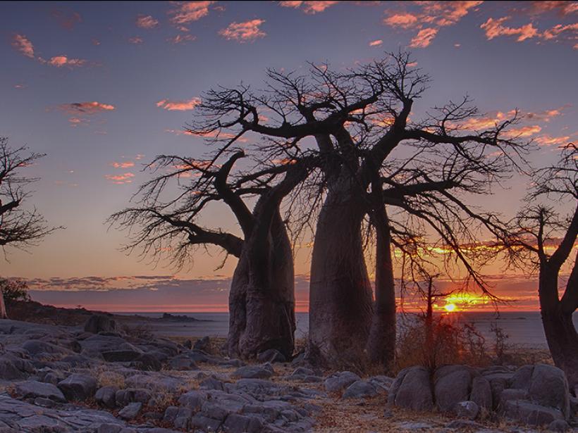 Step onto untouched land to watch a spectacular sunset shrouded by baobab on LeKubu Island