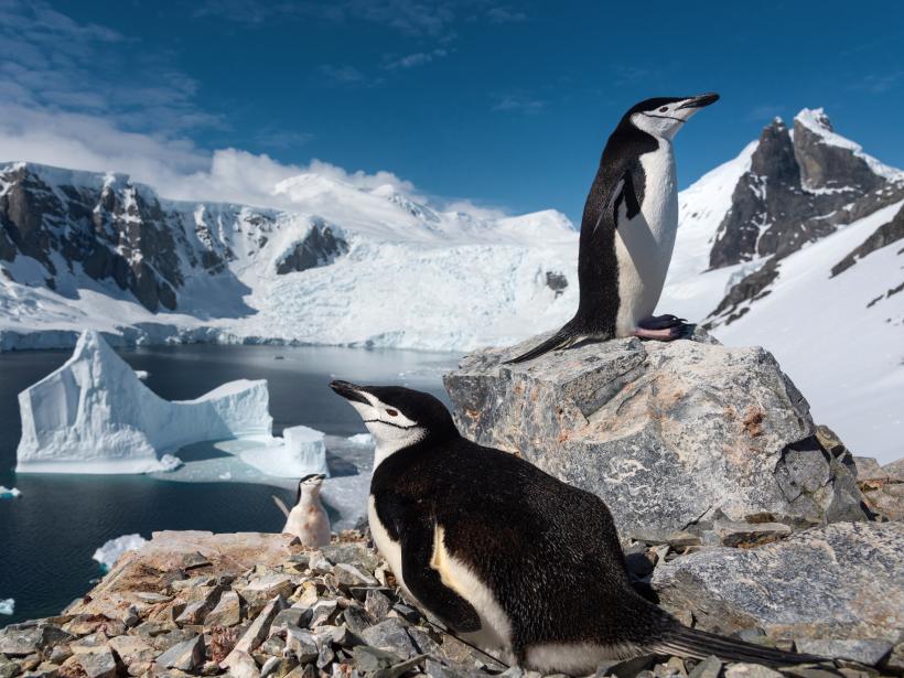 The aptly named chinstrap penguin is found in large numbers on the Antarctic Peninsula