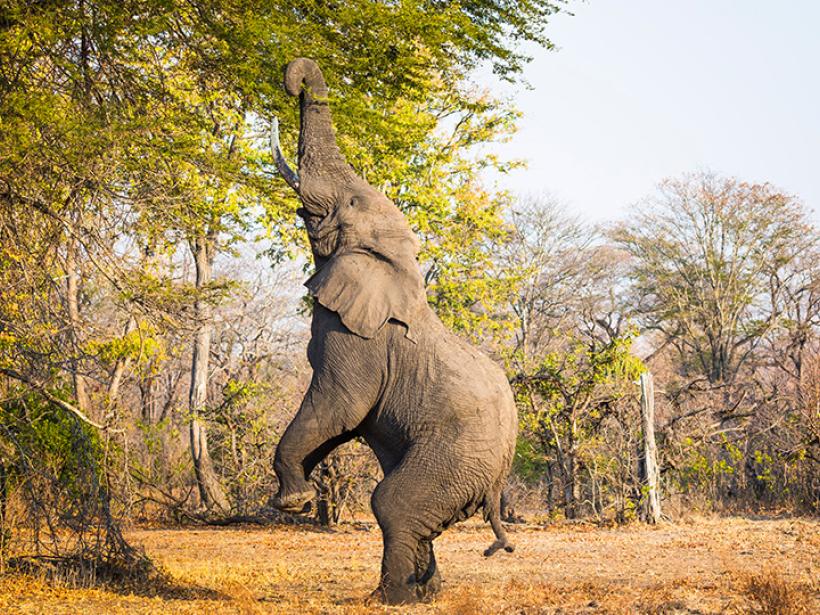 Experience the raw power and might of elephants as they display their skills in nature