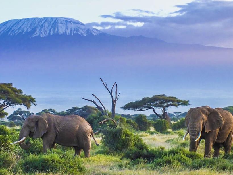 Capture the grace of elephants as they graze before the heights of Mt Kilimanjaro