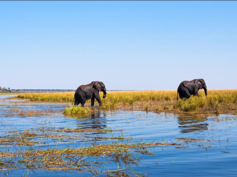 Capture the moment as you watch elephants walking out of the river Chobe