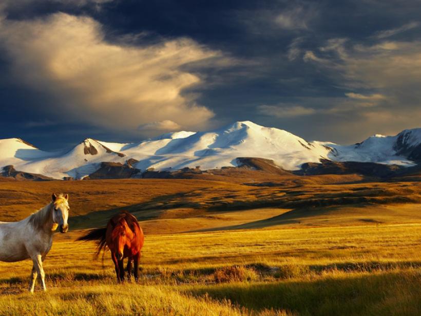 Admire Mongolian horses grazing in their natural habitat