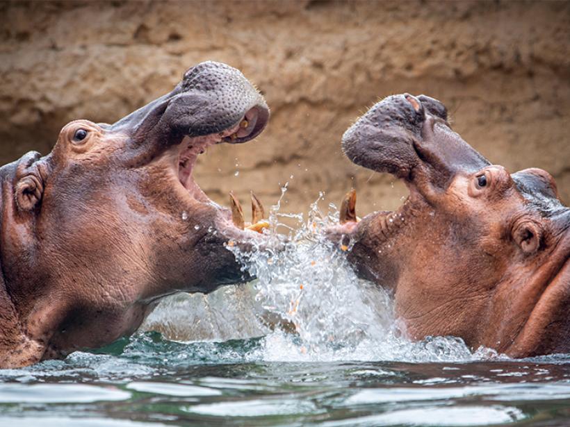 Group of wild hippos at a waterhole