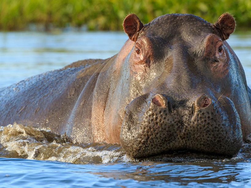 Admire the beauty of wildlife while observing hippos in their natural habitat