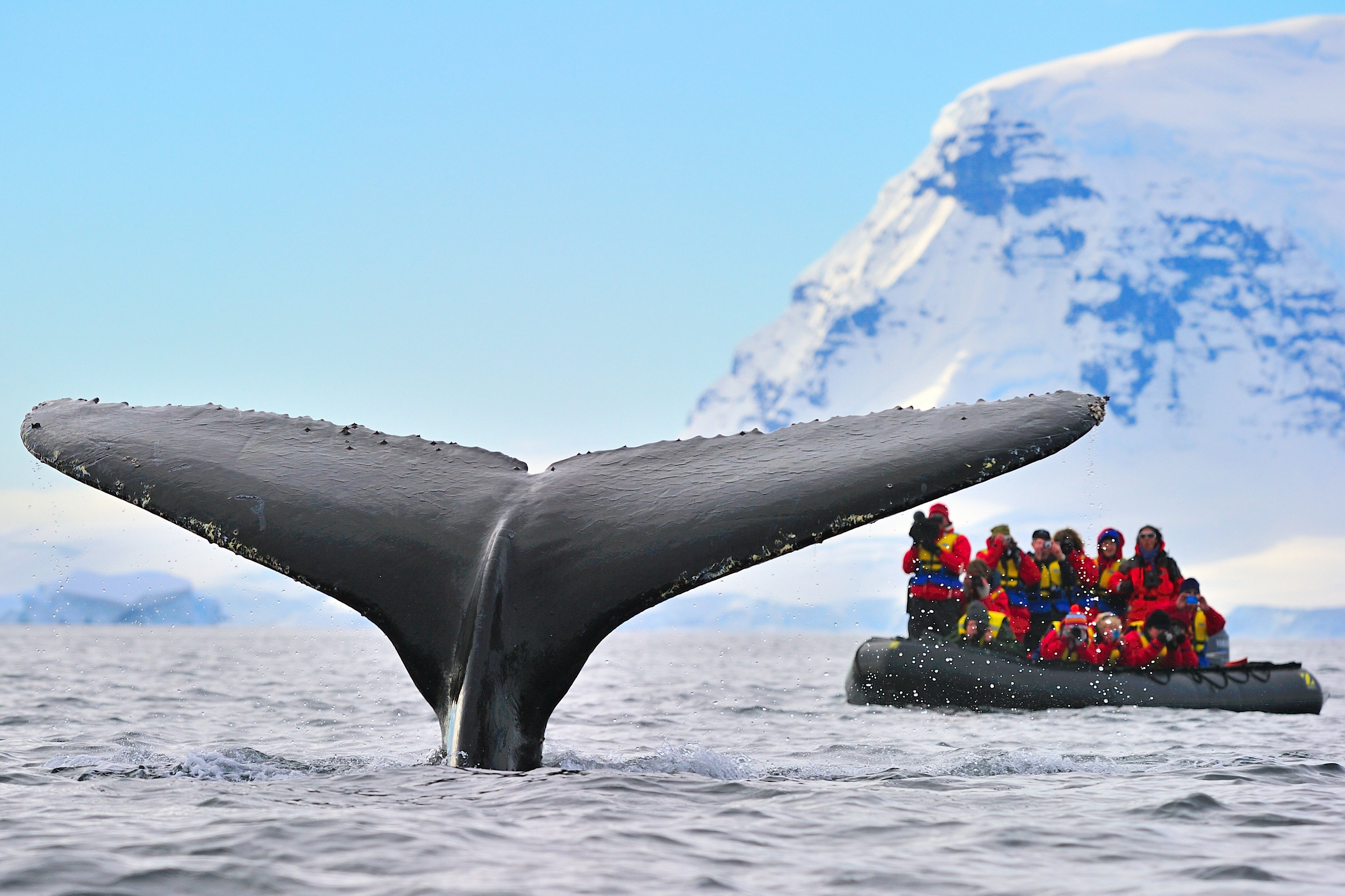 Large numbers of Humpback Whales migrate to Antarctica to feed during the summer months