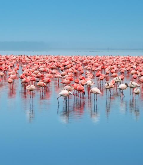 Flock of flamingos standing in the lake