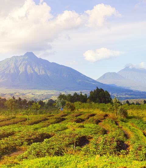 View of tea plantations and Virunga Mountains and Volcanoes