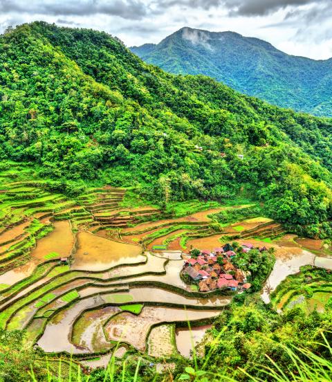 Rice Terraces with rolling mountains in the background