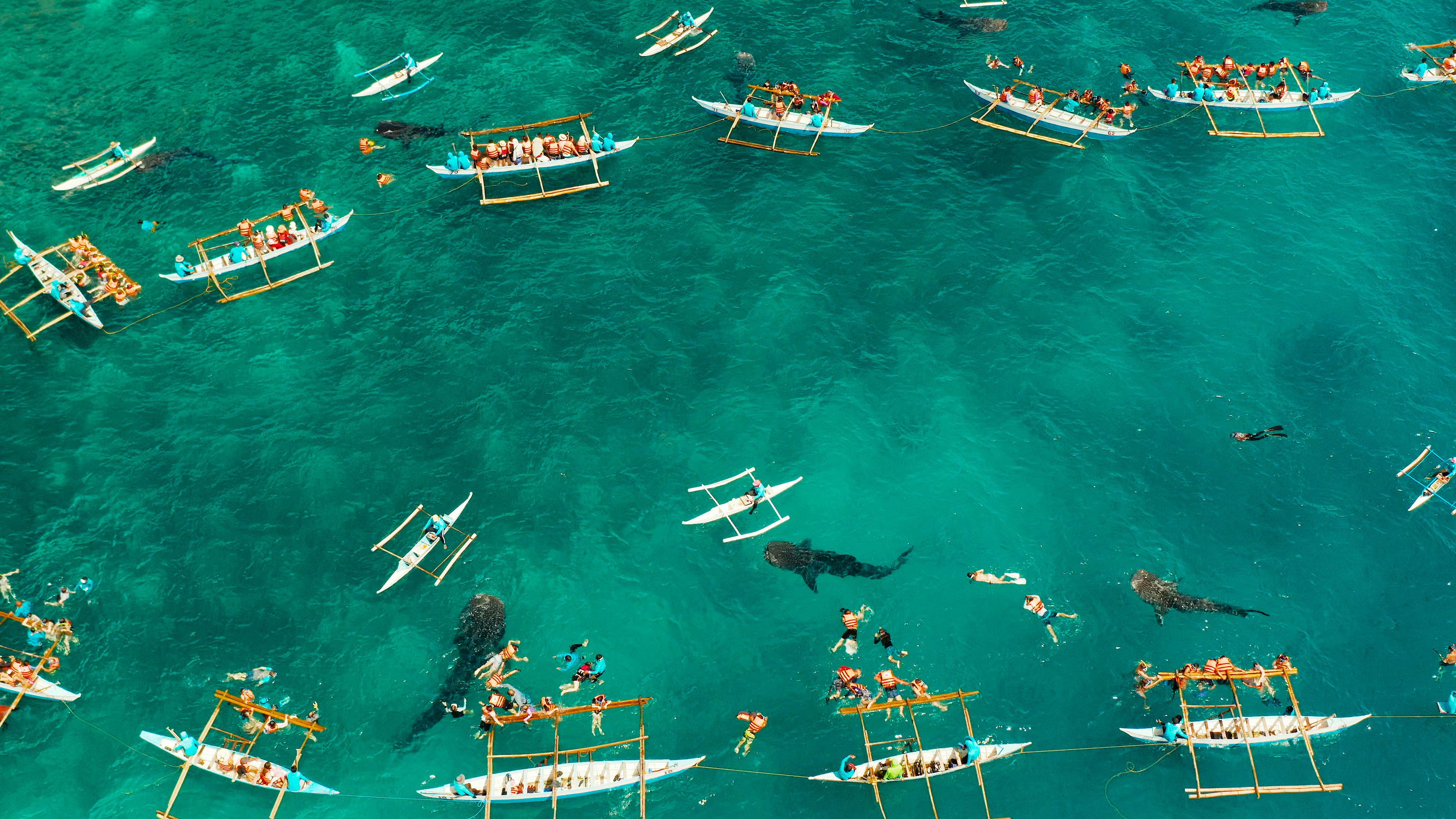 Oslob Whale Shark Watching in Philippines, Cebu Island