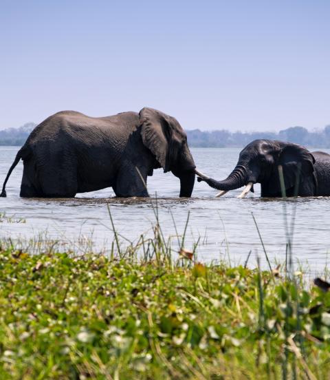 Two African elephants bathing in the Shire River