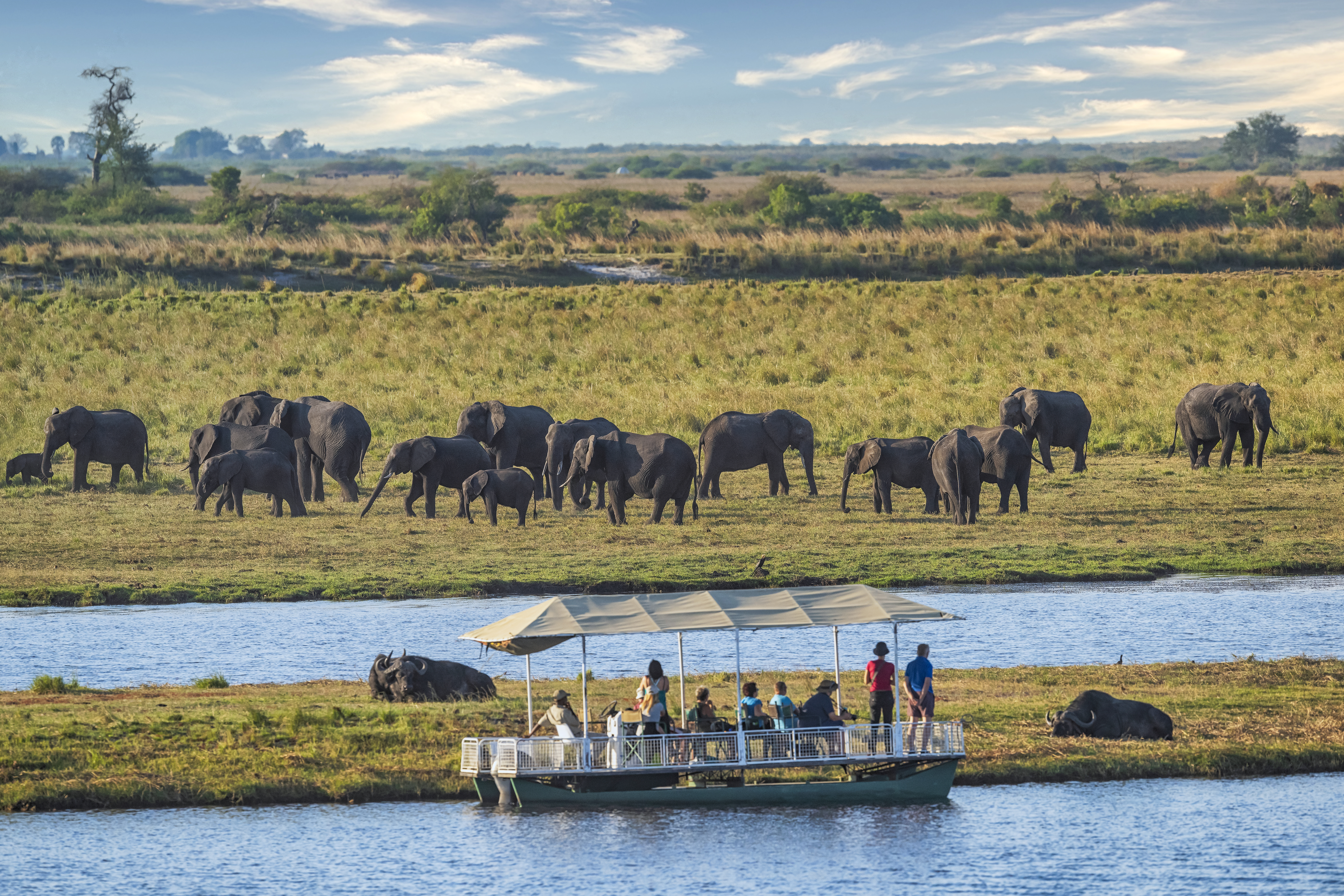 A group of safari tourists in a boat is watching buffalos and a large herd of African elephants. Chobe National Park, Botswana, Africa