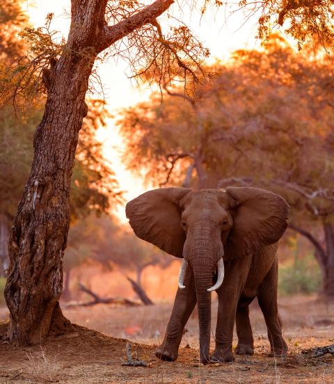 Elephant bull standing between big trees at sunset in the riverfront area