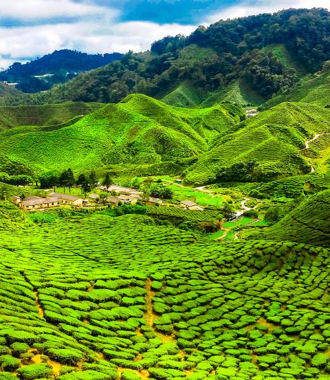 View over the bright green tea plantations and rolling hills