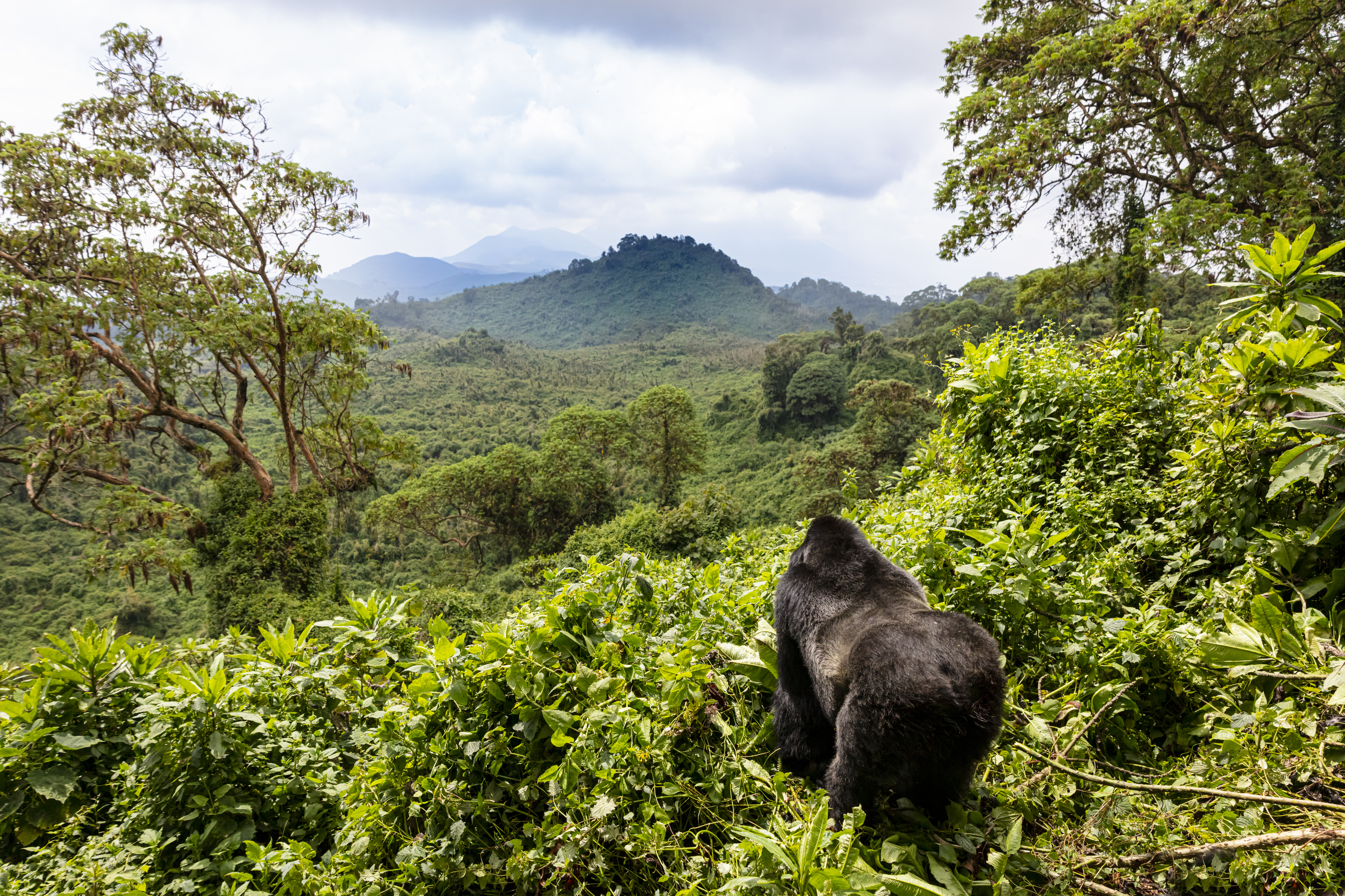 Gorilla walking into the mountain range of the Virunga Volcanoes, a line of 8 volcanoes in the area of the border-triangle between Rwanda, Uganda and the DR Congo