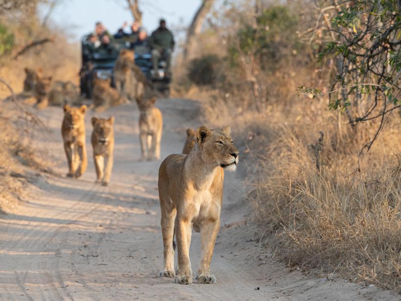 Lions are just one of the "big 5" you can expect to see on safari in South Africa 