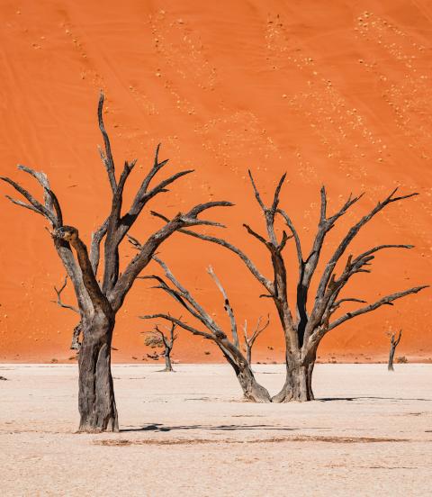 Black Dead Camelthorn Trees in dry Desert Salt Basin Landscape in front of huge orange desert sand dune