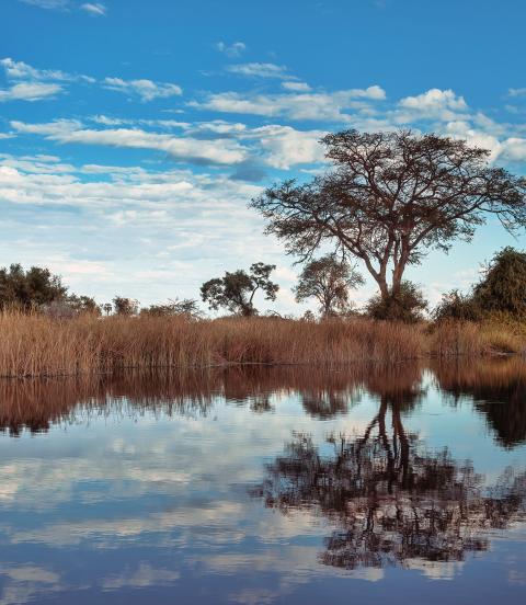 Beautiful scenery with grasses and trees reflected in the water during the rainy season