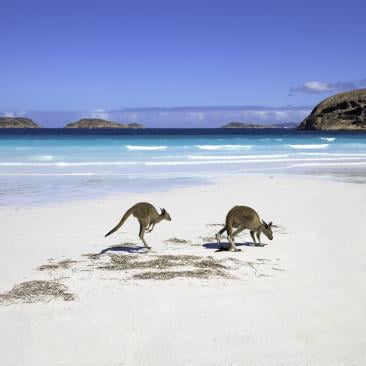 Kangaroo family on the beach of Lucky bay, Esperance, Western Australia