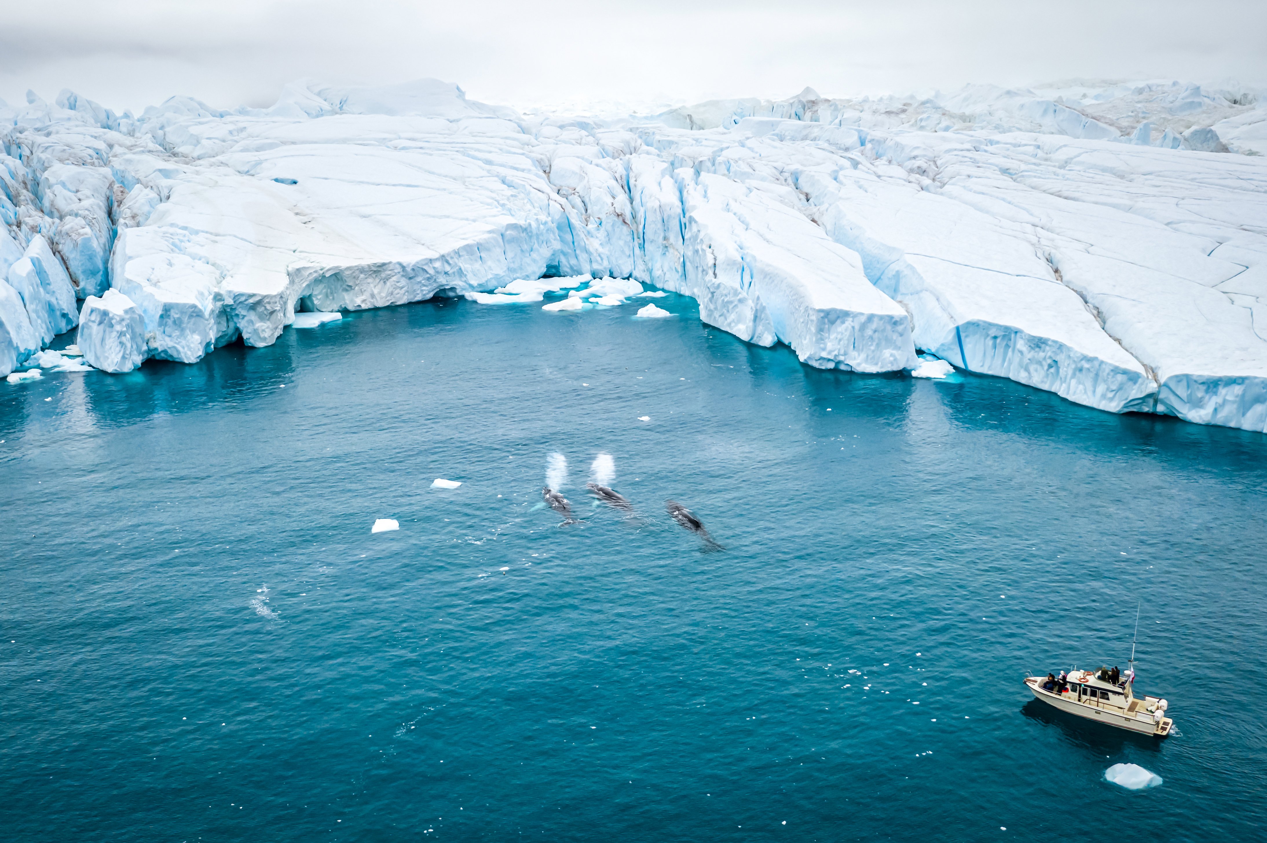 Aerial view of a boat with tourists watching three Humpback whales swiming next to the Icebergs at Ilulissat Icefjord, Greenland