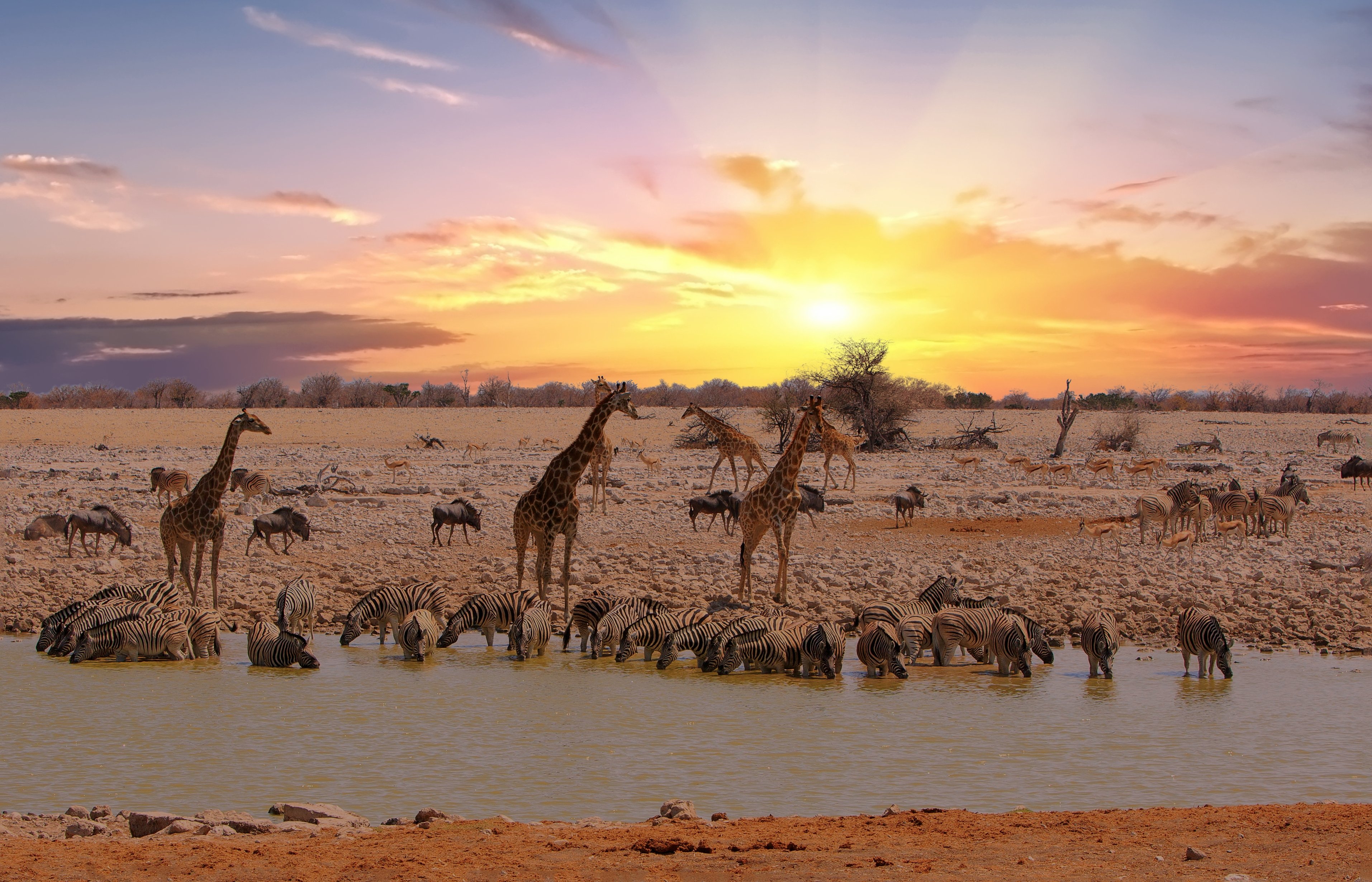 Etosha National Park - Okaukeujo watering hole with lots and lots of animals visitng to take a drink at sunset