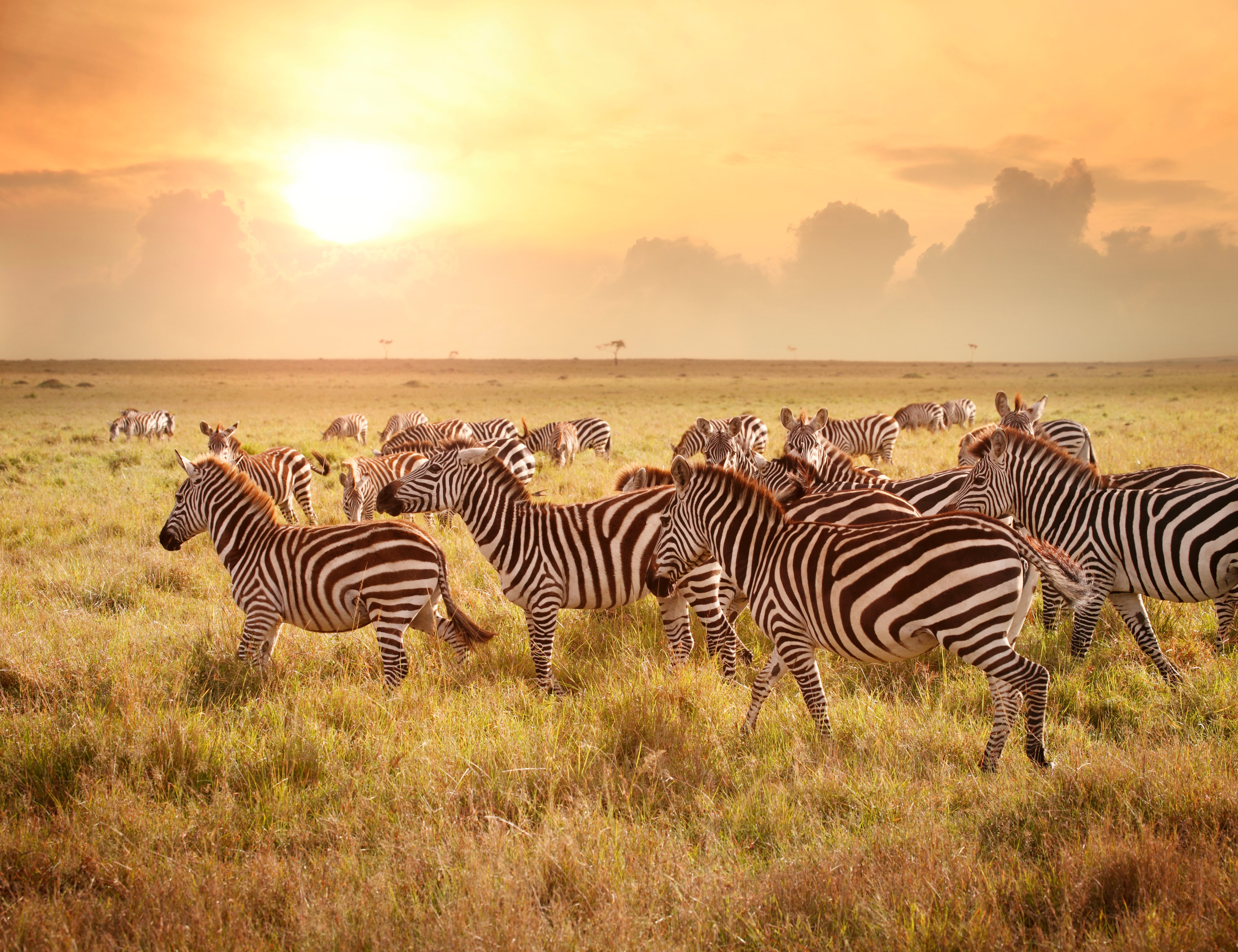 Group of Zebra at sunset at Maasai Mara parkland, a wildlife conservation and wilderness area