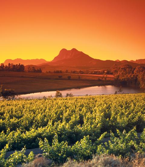 Wine & Vineyards in summer-time close to the town of Paarl