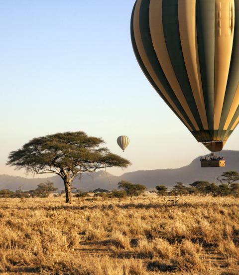 Three hot air balloons drift over the plains of The Serengeti National Park at dawn.