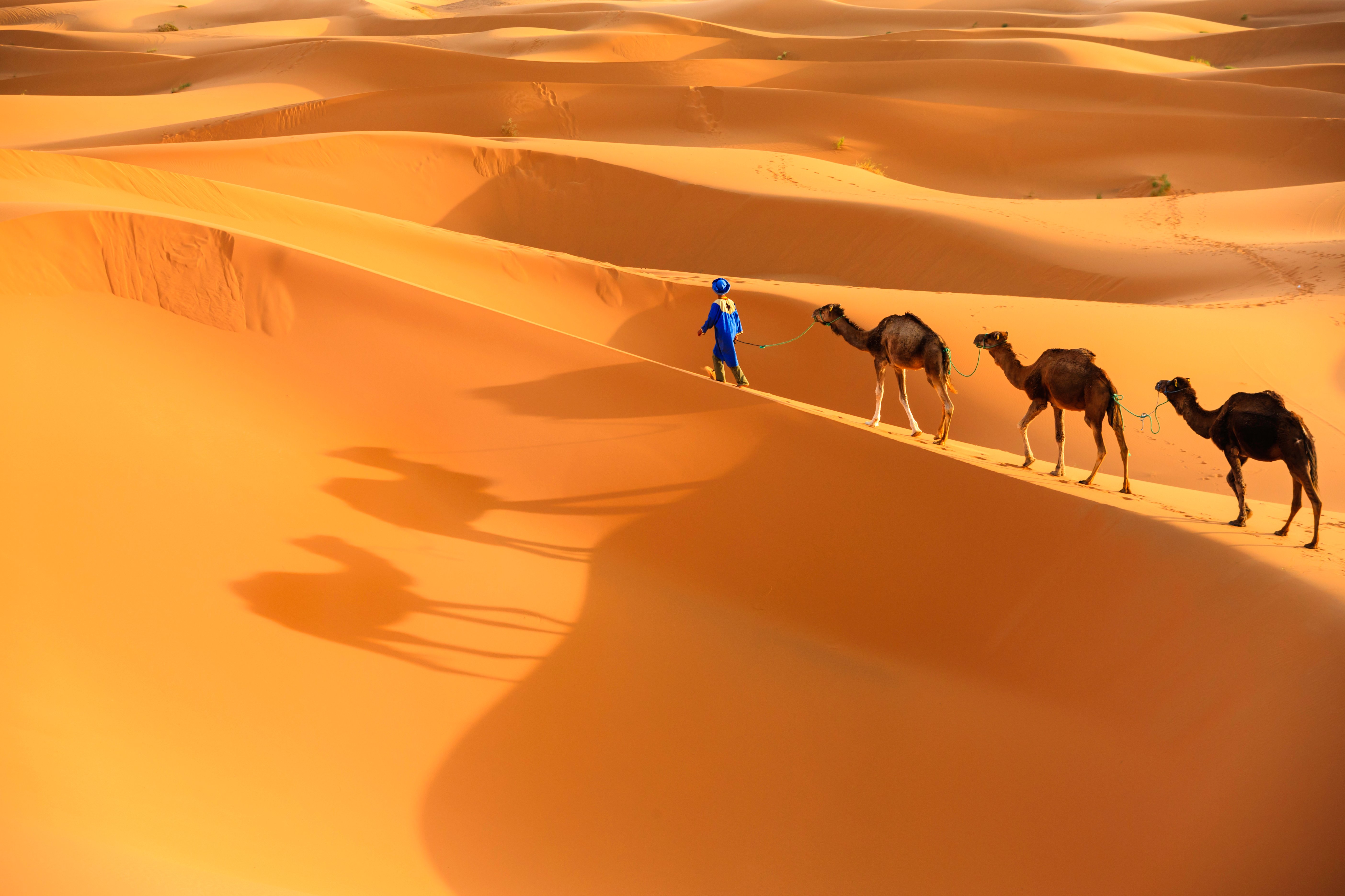 Tuareg with camels