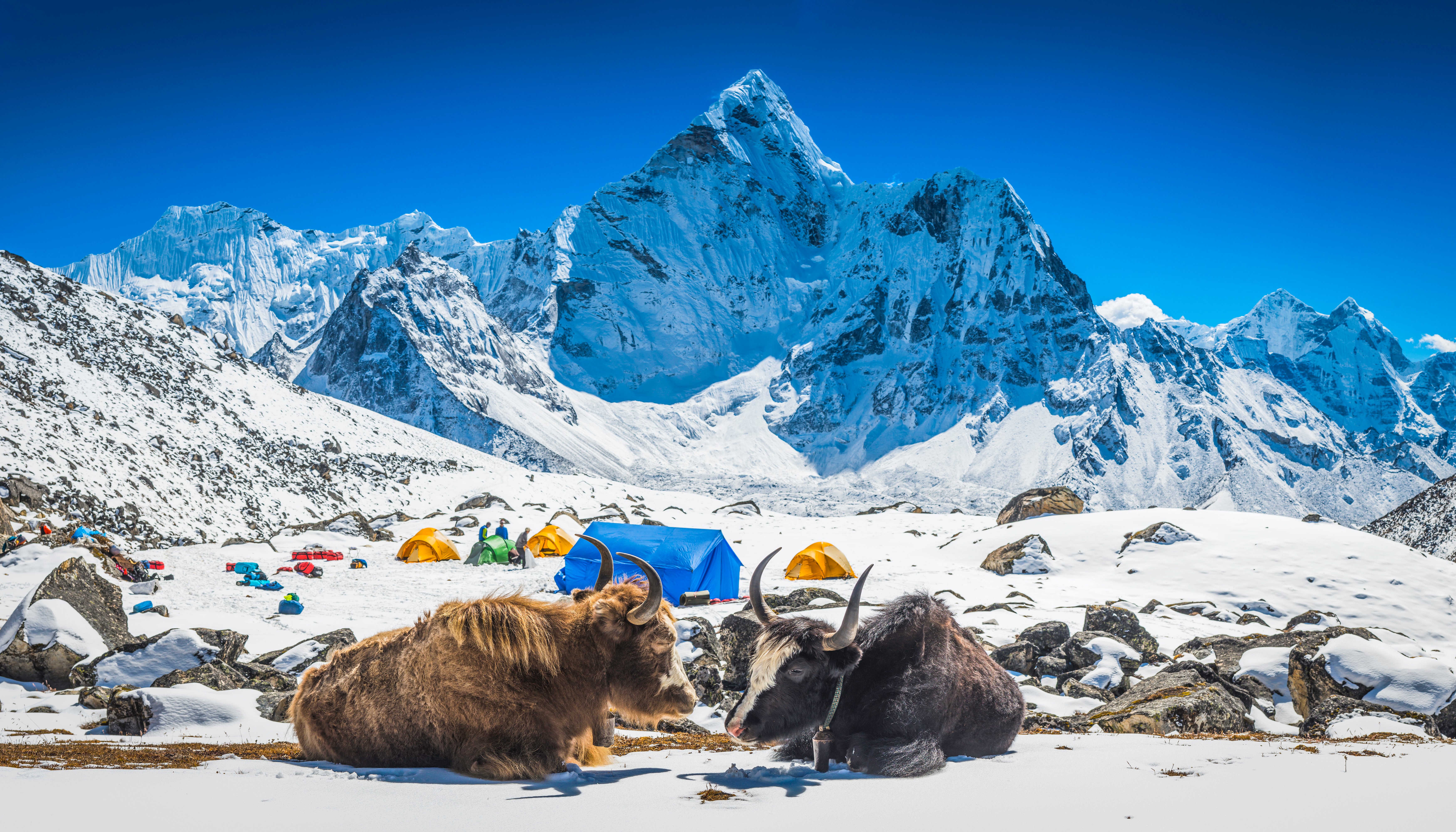 Hairy yaks resting in front of a snowy camp high above the Khumbu valley overlooked by the iconic spire of Ama Dablam (6812m) deep in the Himalaya mountain wilderness of the Sagarmatha National Park