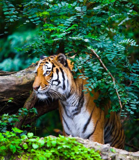 Tiger peaking out from behind the bushes