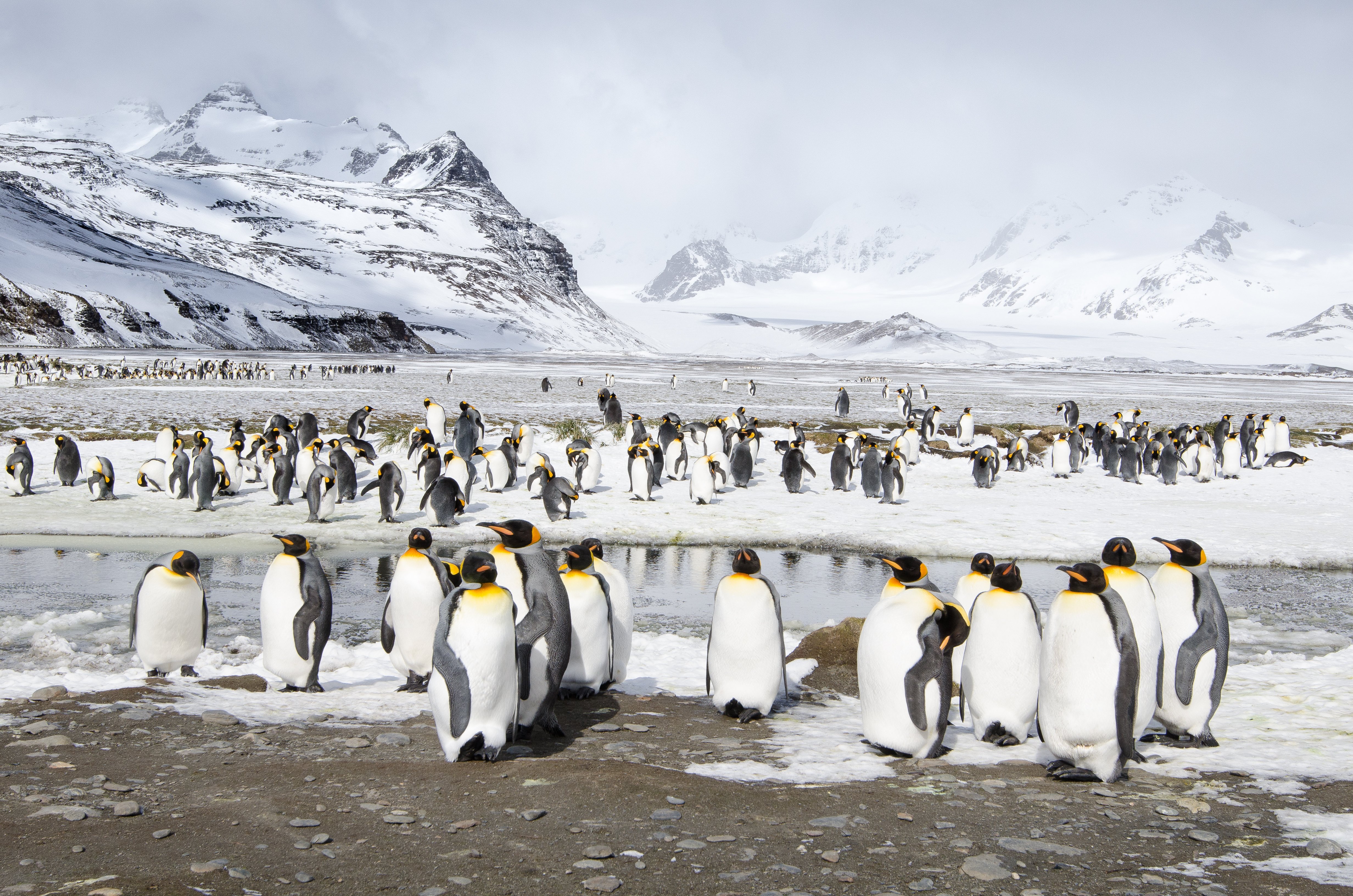 Colony of king penguins in the snow with a wide angle landscape background of the snow covered mountains of South Georgia