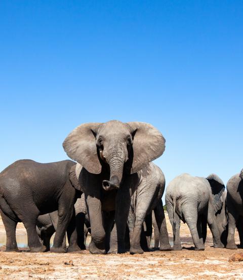 Elephants at waterhole