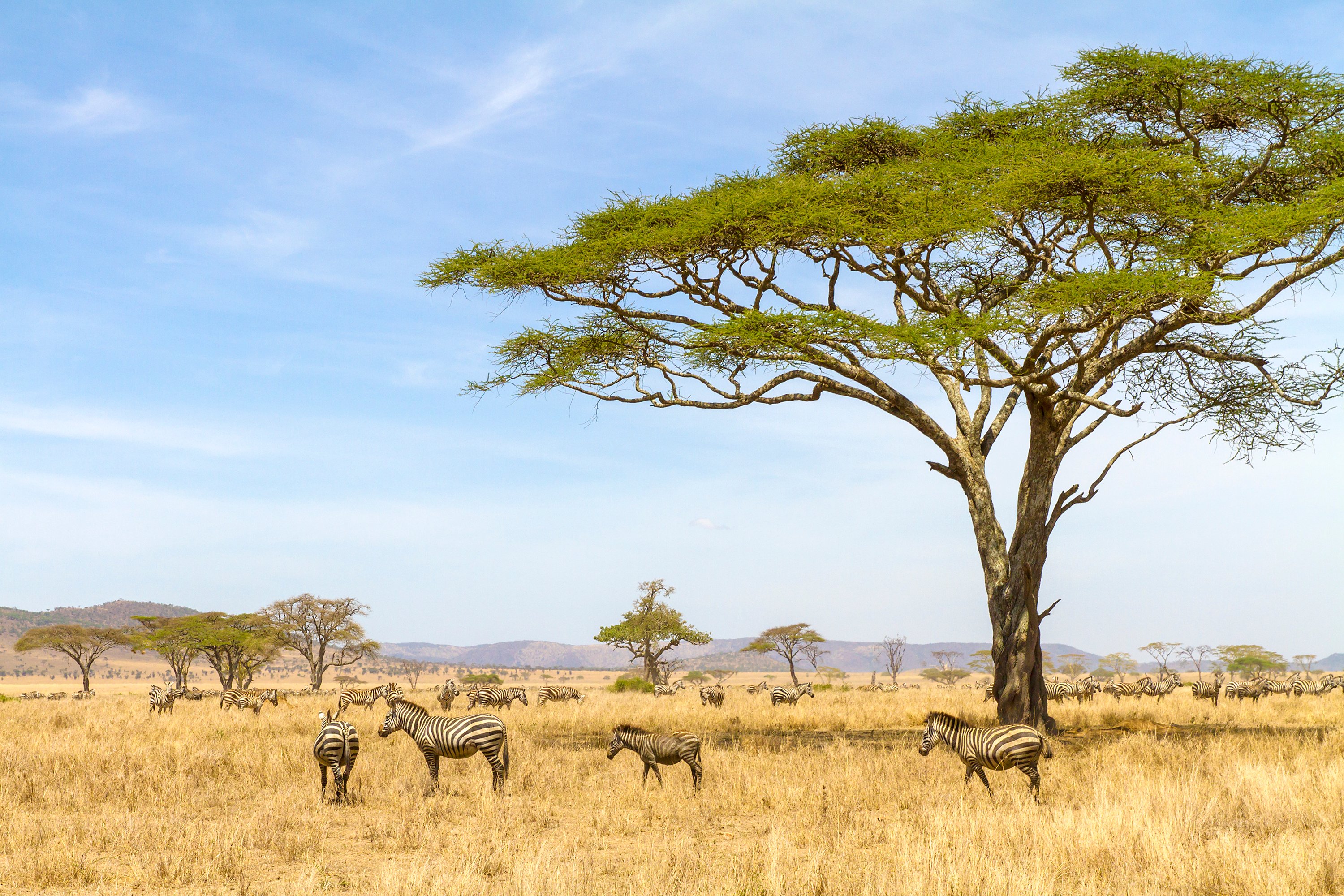 African zebras at the great plains of Serengeti National Park, Tanzania. 