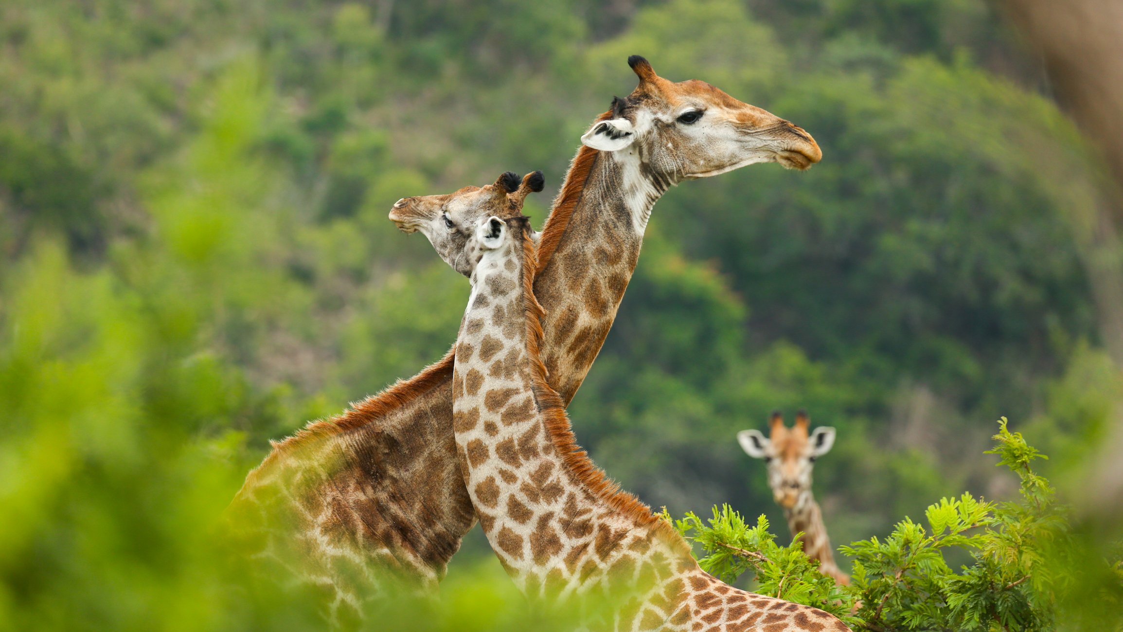 It is estimated that there are nearly 40,000 giraffes in South Africa 