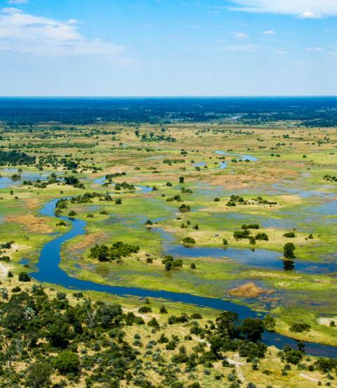 The Okavango Delta in Botswana is a very large, swampy inland delta formed where the Okavango River reaches a tectonic trough in the central part of the endorheic basin of the Kalahari.