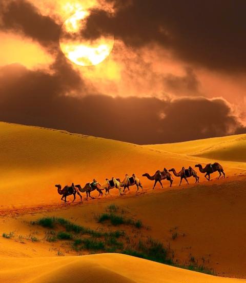 Caravan of camels descending a sand dune in the desert