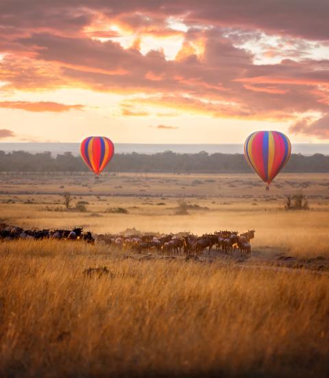 Sunrise over the Masai Mara, with a pair of low-flying hot air balloons and a herd of wildebeest below in the typical red oat grass of the region