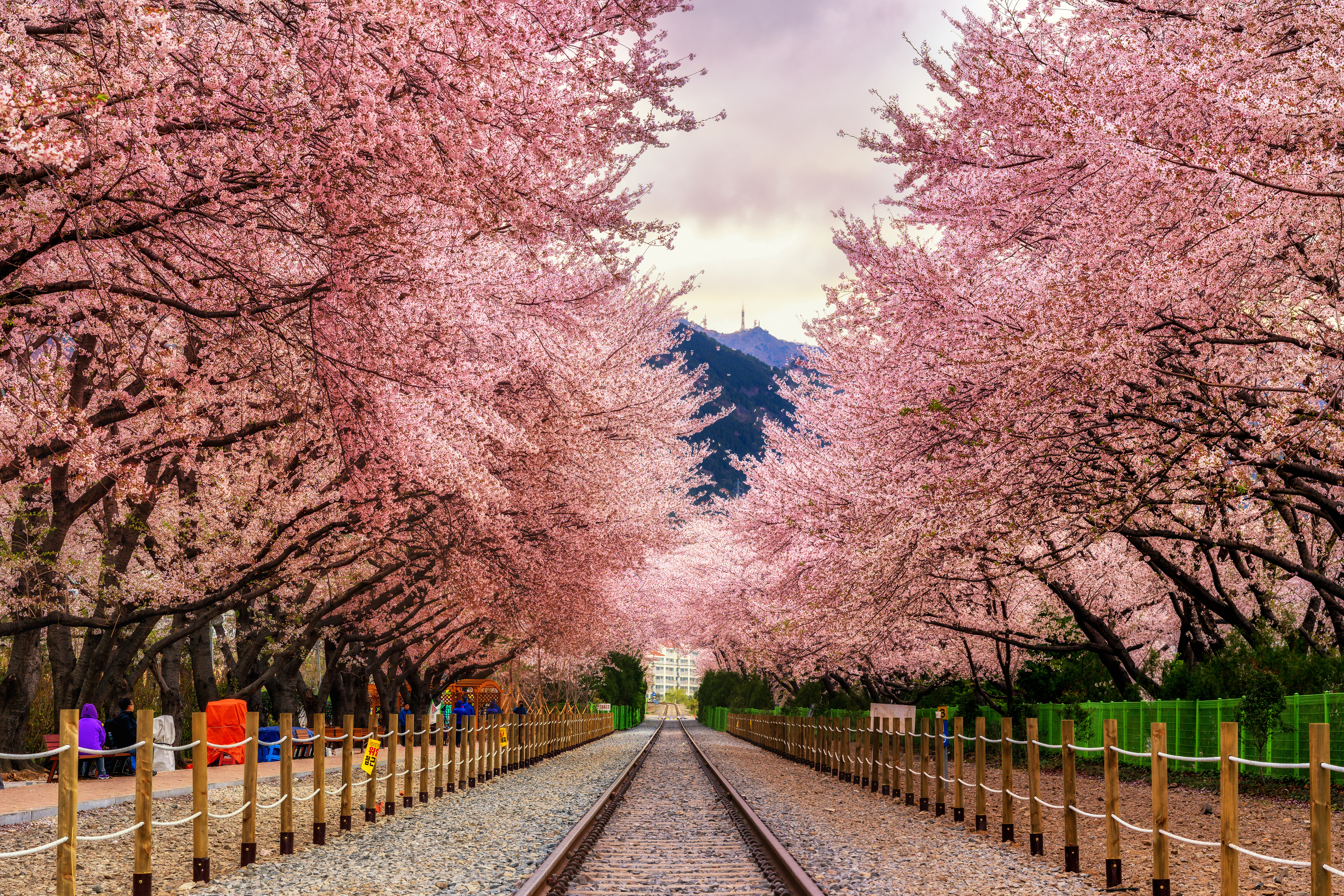 Gyeonghwa station during sakura blossom festival in Jinhae.