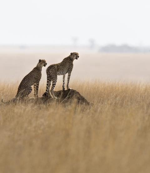 Two cheetahs on a termite mound hunting behavior in the park