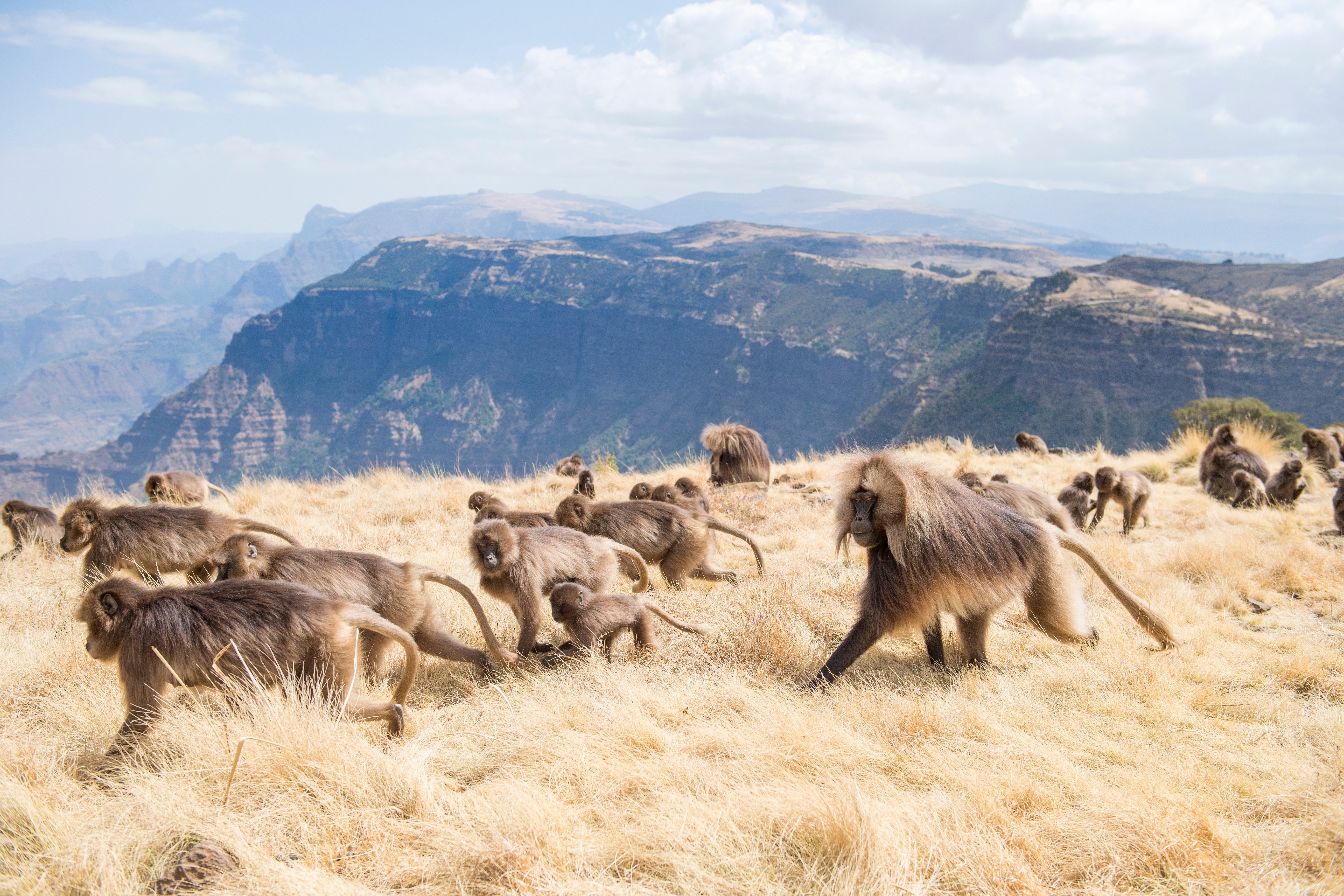 Baboons running through the plains of Semien Mountains National Park