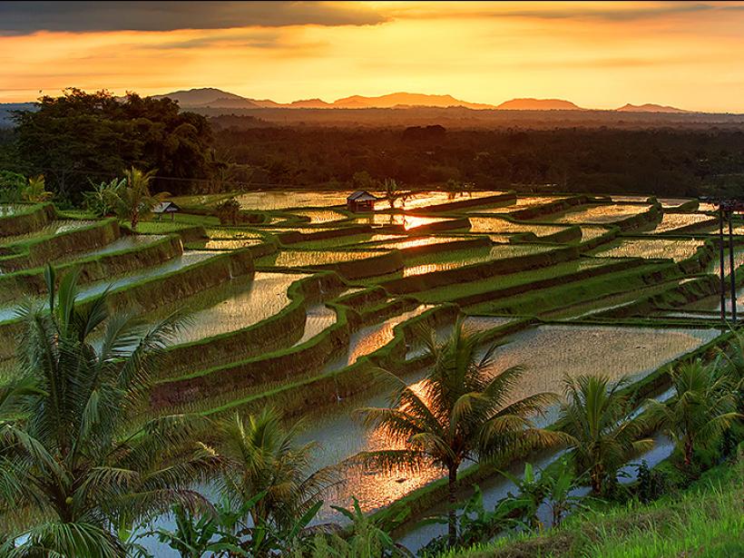 The Jatiluwh Rice terraces on the island of Bali